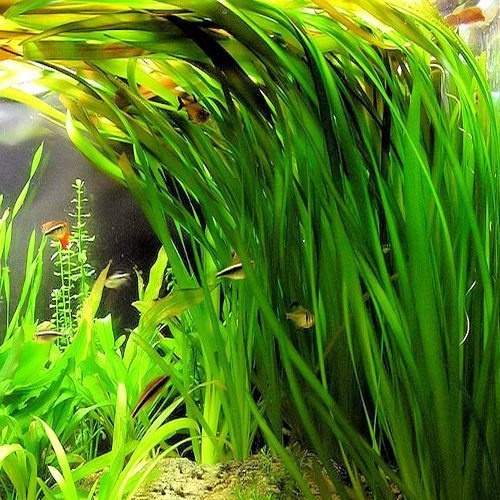 Vallisneria spiralis | akváriová rastlina do pozadia – rýchly rast, nenáročná