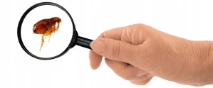 Repelent proti hmyzu - Dymovnica proti švábom, kliešťom, komárom, moliam, mravcom, muchám, osám, pavúkom, blchám, plošticám, striebornej rybke Dobol 10 ml