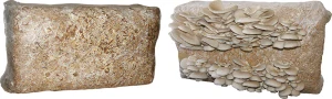 Mycelium Planto hliva ustricová bal 15 kg