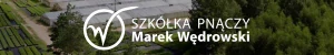 Samičia sadenica mini kiwi Ananasnaja v nádobe 1 l