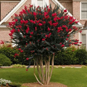 LAGERSTROEMIA // NAJdlhšie Kvitnúci KRÍK