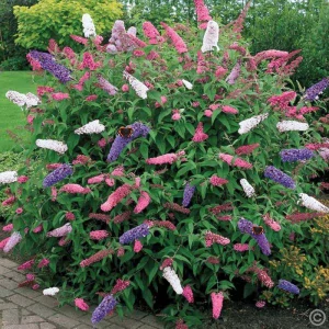 krásne sadenice TRICOLOR BUDDLJA TRICOLOR 3
