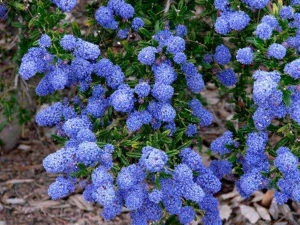 CEANOTHUS 'BURKWOODII' PRUSZNIK