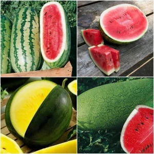 Sada WATERMELON SEEDS COLLECTION, vodný melón 4 odrody