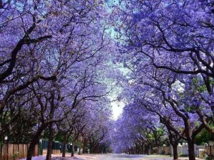 SEMIENKY STROMOV PAULOWNIA FUFFY OXYGEN