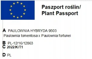 Sadenica paulovnie Oxygen Tree OXY