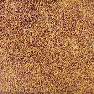 NÍZKOLISTOVÝ MIKRO Ďatelina semená 500g