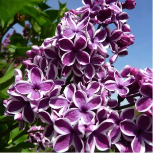 Sadenice orgovánu v 2-3l nádobe, 25-40 cm