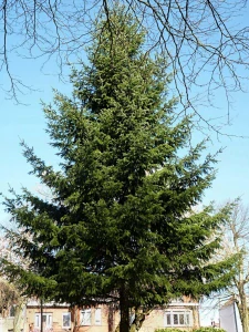 Duglaska 50/80cm Sadenice Živý plot 25 ks