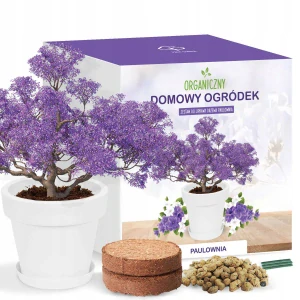 Sada na pestovanie bonsajov Strom šťastia Paulownia