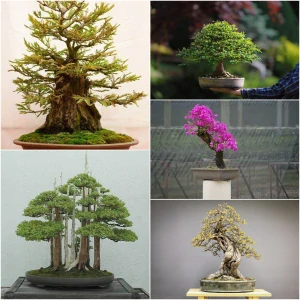 KOLEKCIA BONSAI SEED č.8 Sada 4 balení