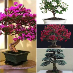 KOLEKCIA BONSAI SEED č.4 Sada 4 balení