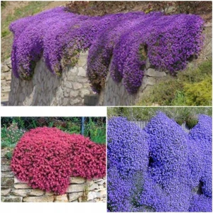 Sada CASCADE COLLECTION OF ARGUMENT SEEDS, 3 farby