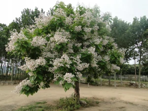 Catalpa Catalpa Orchidea REPELÉRY KOMÁR Sadenice