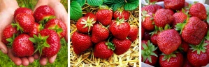 Lesné jahody a jahody POLKA JAHODA MIMORIADNE SLADKÉ A OBROVSKÉ OVOCIE 10 SEMIENOK FRIGO A JAHODY 15-30 cm