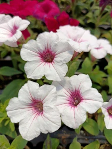 Supertunia Vista SILVERBERRY 6 sadenice