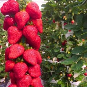 Lesné jahody a jahody Jahoda Selva NAJSLADŠIA PORAZENIE ZÁVISNÉ OPAKOVANÉ VEĽKÉ SEMIENKY 10 ks sadenica holých koreňov 5-10 cm