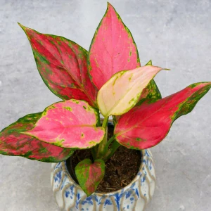 Aglaonema Pinky Promise hybridná odroda, farebná DØ6cm UNIKÁT