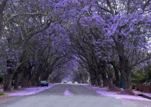 OXYTREE PAULOWNIA Shan Tong Hybrid BLUE CISÁRSKY STROM ŠŤASTIA