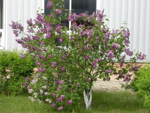 Sadenice bielych, fialových orgovánov v 2-3l nádobe, 30-45 cm