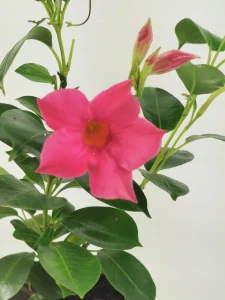 Sadzonka Mandevilla Sundaville Dipladenia Rio Pink