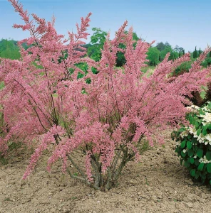 Tamariška PINK MIST - Čaro jari