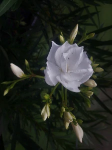 OLEANDER biely plný ALBUM PLENUM zakorenený semenáč na kvitnutie