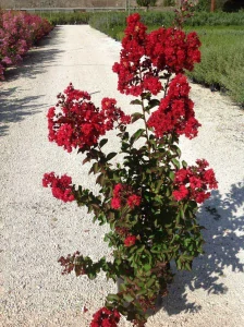 Lagerstroemia LAGERSTREMIA Indica DYNAMITE orgován indický červený semenáč