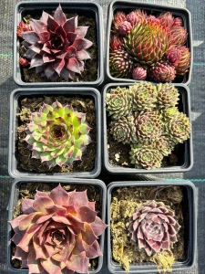 Rojniki Sempervivum Mix 6 kusov!