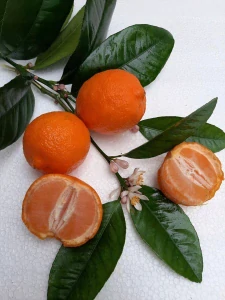 Citrusový strom TANGERINKA, 9 cm vysoký