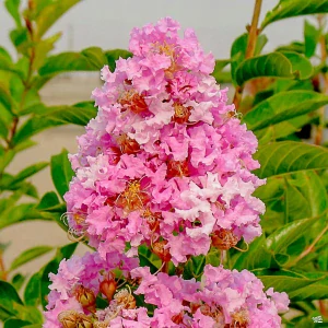 Lagerstroemia Indica Pink Najdlhšie kvitnúci ker Lagerstromia SEEDINGMENT