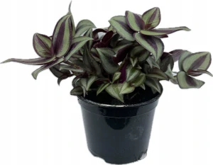 TRADESCANTIA TRADESCANTIA ZEBRA VÝSEV ZEBRÍNY V ČEPORE P12