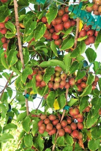 MINI KIWI červené ŽENEVA