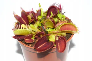 Sadenica mucholapky Red Green Venus v 0,5l nádobe