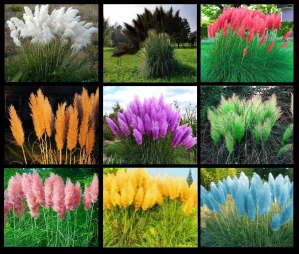 PAMPASS GRASS Seeds 9 ODRÔD SADA SEMEN.