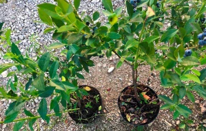 Čučoriedky a čučoriedky skoré, sadenice v 2-3l nádobe, 15-20 cm