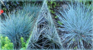 BLUE FESCUE ELIJAH BLUE BALENIE 5