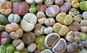 Súprava na pestovanie živých kameňov Lithops Cacti