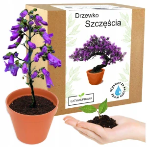 Súprava na pestovanie bonsaju šťastia, paulownia imperial oxytree