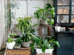 Organické, prírodné hnojivo FRASSiO granulát 3 kg