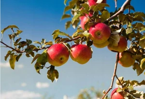 Ampol-Merol viaczložkové hnojivo granulát 5 kg 5 l