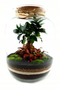 Rastlinné terárium - Mikroklimat las v nádobe