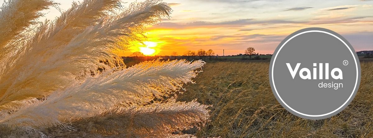 Sušené pampas trávne dekoratívne pampas biela tráva