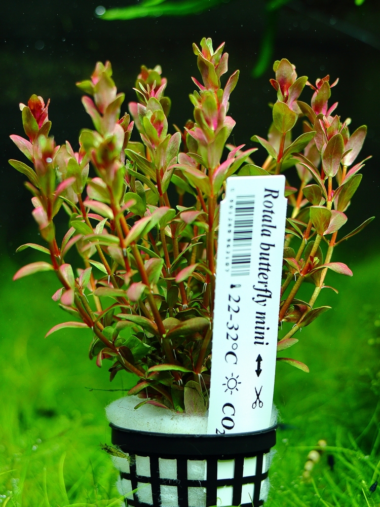 Rastliny akvária Rotala Mini Butterfly