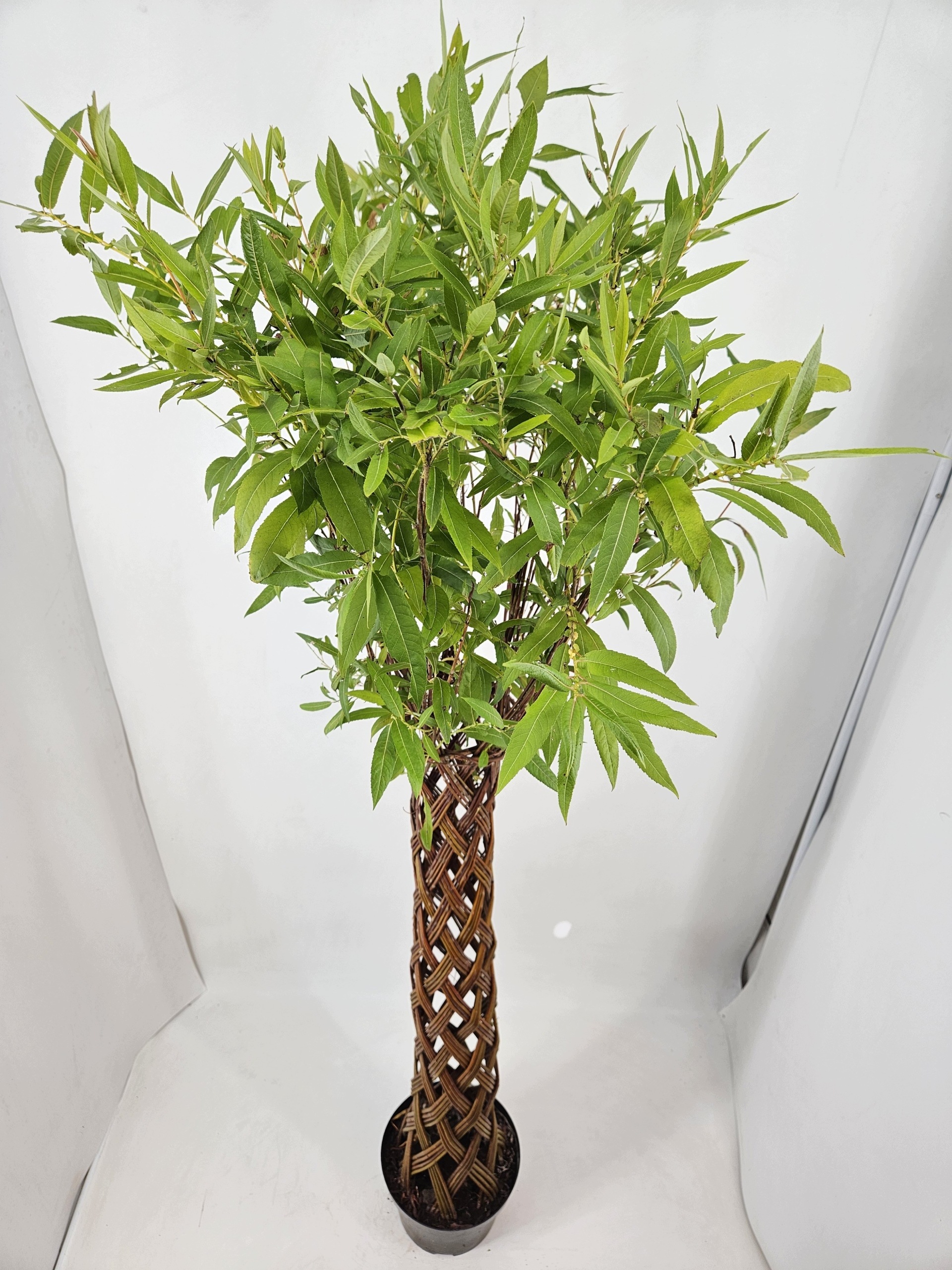 VRBA DREVENÁ Salix VEĽKÁ VÝSEVKA 160cm prútený strom v Črepníku