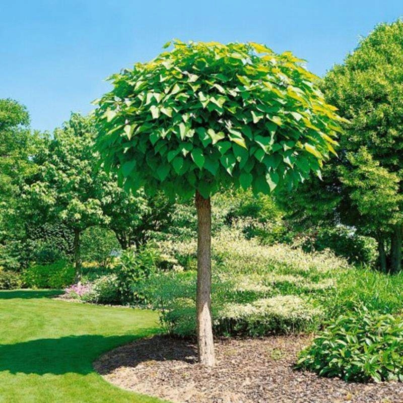 CATALPA NANA NA STRUPE guľovité CATALPA vrúbľované VEĽKÉ SEMIENKY Catalpa
