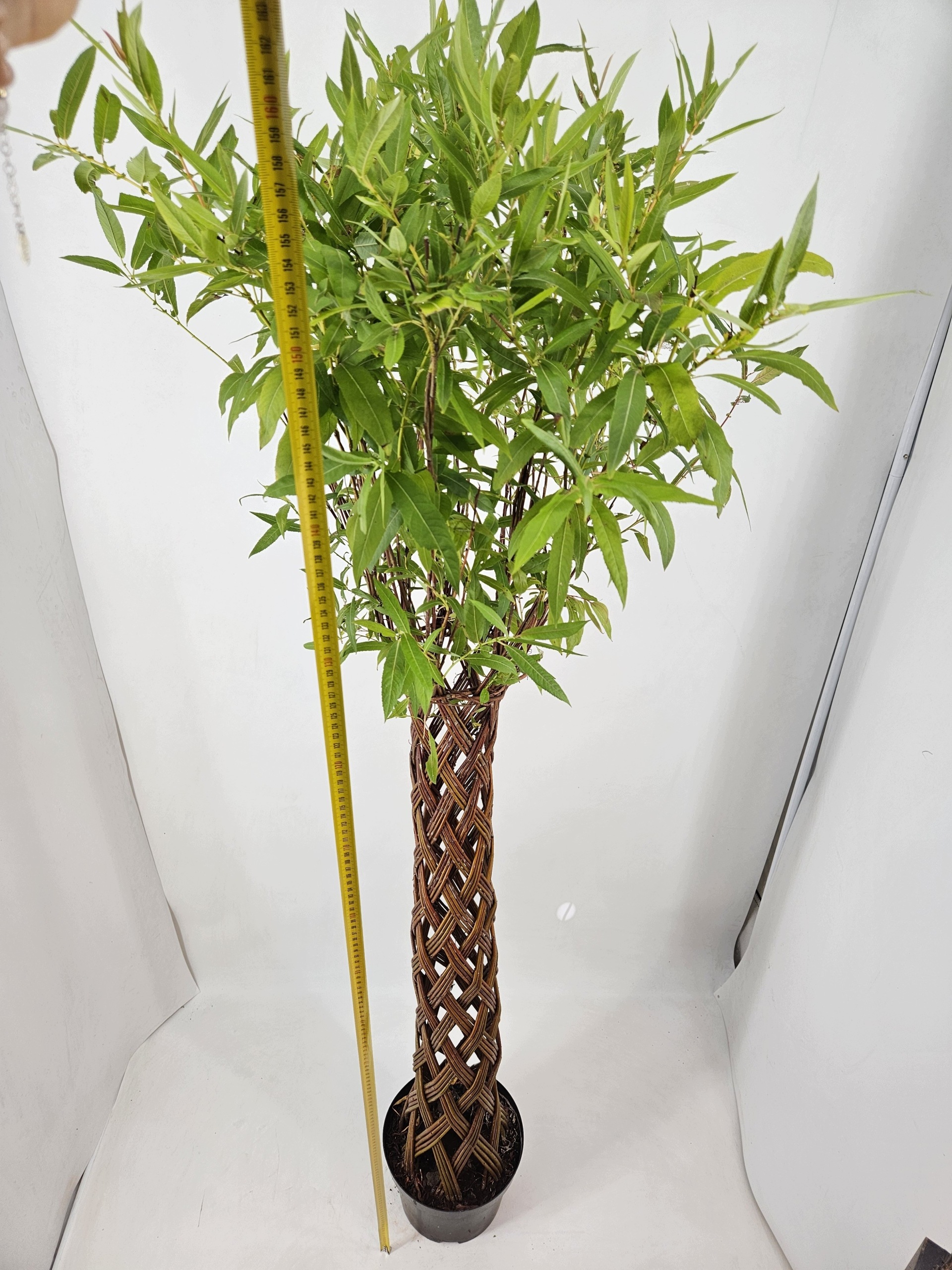 VRBA DREVENÁ Salix VEĽKÁ VÝSEVKA 160cm prútený strom v Črepníku