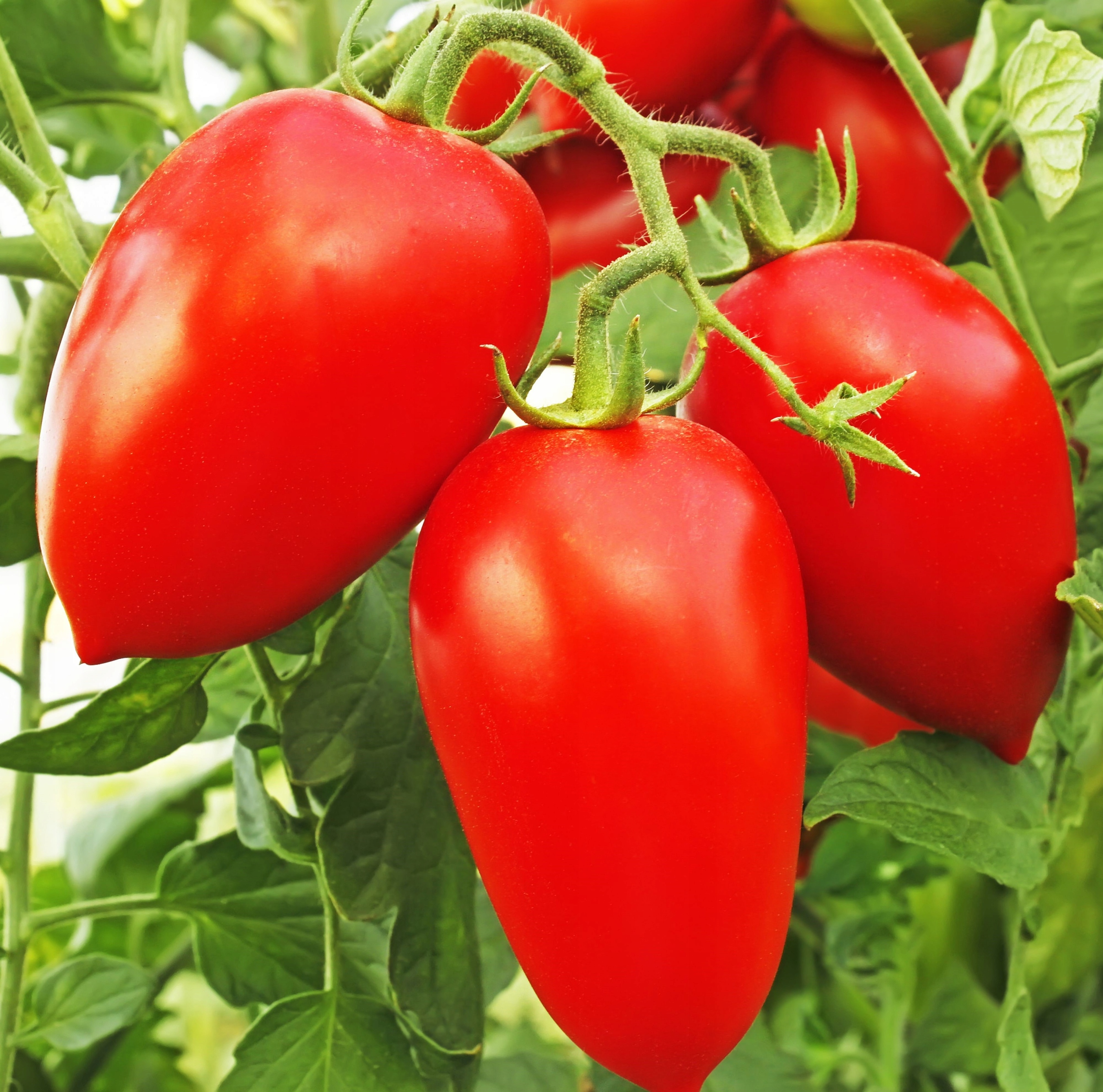 Paradajka Cornabel F1 15g Vilmorin Garden Red do skleníka