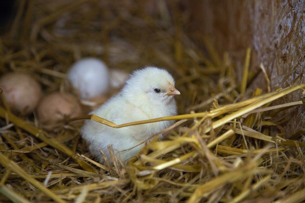 ECO STRAW - Podstielka pre psa, hlodavce, chovateľská stanica pre kurčatá