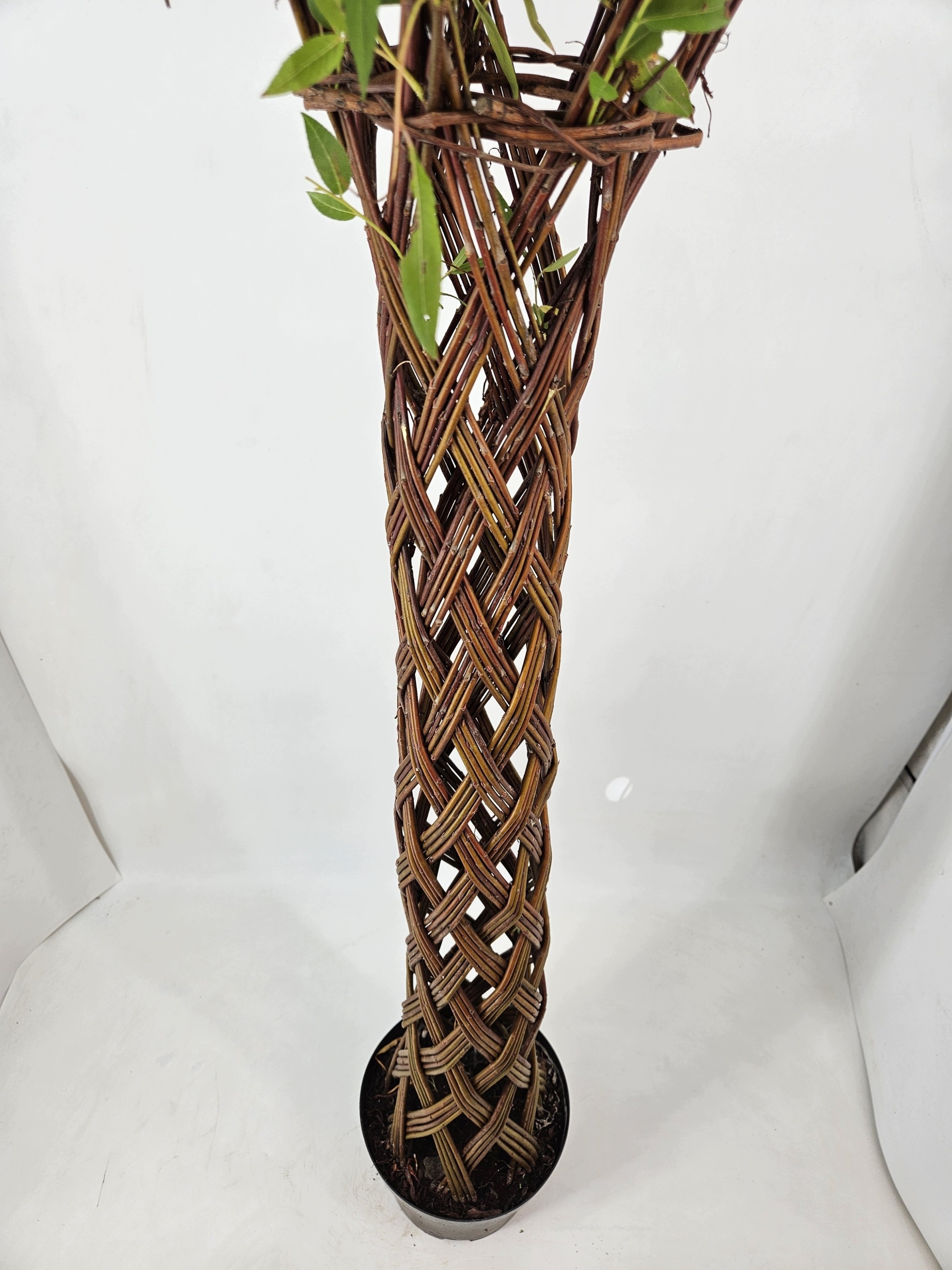 VRBA DREVENÁ Salix VEĽKÁ VÝSEVKA 160cm prútený strom v Črepníku